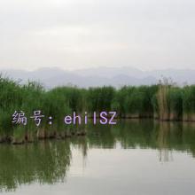 ı