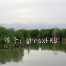 ɹ
