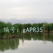 ȫ